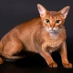 ทุกสิ่งที่คุณต้องรู้เกี่ยวกับแมวและแมว Abyssinian