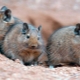 ทุกอย่างเกี่ยวกับ degu