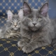 ทุกอย่างเกี่ยวกับเมนคูนสีฟ้า