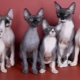 ทุกอย่างเกี่ยวกับสายพันธุ์แมว Sphynx