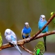 Lahat ng tungkol sa kulot na parrots