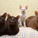 Java cat: รูปลักษณ์และวิธีการดูแลเป็นอย่างไร