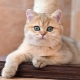Golden British Chinchilla: mô tả về mèo, thiên nhiên và quy tắc chăm sóc