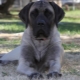 American Mastiff: คำอธิบายสายพันธุ์และการดูแลสุนัข