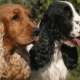 English Cocker Spaniel: คำอธิบายสายพันธุ์และเนื้อหา