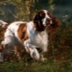 English Springer Spaniel: ลักษณะของสายพันธุ์และการเพาะปลูก