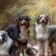 Australian Shepherd: คำอธิบายสายพันธุ์, สี, ตัวละครและเนื้อหา