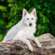 White German Shepherd: คุณสมบัติและเนื้อหา