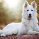 White Swiss Shepherd: คำอธิบายสายพันธุ์และการผสมพันธุ์