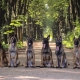 Belgian Shepherd Dog: คุณสมบัติประเภทและเนื้อหา