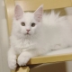 White Maine Coons: คุณสมบัติสีและเนื้อหา
