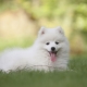 White Spitz: การศึกษาลักษณะการเลือกและการดูแล