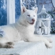 White Husky: คุณสมบัติสีและกฎการดูแล