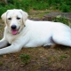 White Labrador: คำอธิบายเนื้อหาและรายชื่อ