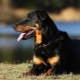 Beauceron: คำอธิบายของสุนัขและเนื้อหา