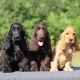 American Cocker Spaniel แตกต่างจากภาษาอังกฤษอย่างไร