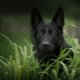 Black German Shepherd: คำอธิบายการให้อาหารและการดูแล
