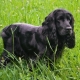 Black Spaniels: คำอธิบายการดูแลและรายการชื่อเล่น