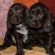 Black Russian Spaniel: คำอธิบายของสุนัข, ลักษณะและกฎการดูแล