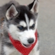 การฝึกอบรมและการศึกษาของ huskies ที่บ้าน