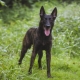 Dutch Shepherd Dog: รายละเอียดสายพันธุ์และเนื้อหา