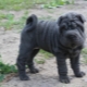 Blue Shar Pei: คำอธิบายและคุณสมบัติของเนื้อหา