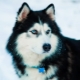 Huskies: ลักษณะพันธุ์และการเพาะปลูก