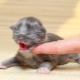 ลูกแมวแรกเกิดอย่างไรและอย่างไรที่จะเลี้ยงลูกแมว?