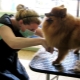 จะตัด Pomeranian Spitz ได้อย่างไร
