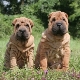 จะเพิ่ม Sharpei ได้อย่างไร