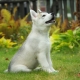 วิธีการสอน huskies ให้กับห้องน้ำบนถนนและที่บ้าน?