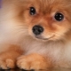 วิธีเลือกฟีดสำหรับ Spitz