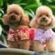 Pygmy Poodle: ความหลากหลายของสีลักษณะของสายพันธุ์และเนื้อหา