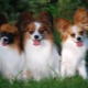 Continental Toy Spaniel: ลักษณะและเคล็ดลับเนื้อหา