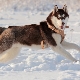 Brown husky: สีและเนื้อหา