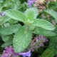 Catnip: มันคืออะไรและพืชทำกับแมวได้อย่างไร?