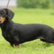 Rabbit dachshund: ประเภทและกฎของเนื้อหา