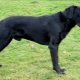 Majorcan Shepherd Dogs: คำอธิบายสายพันธุ์และกฎของการรักษา