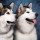 Malamute and Husky: คำอธิบายและความแตกต่างของสายพันธุ์