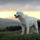 Maremmo-Abruzzo Shepherd: คำอธิบายสายพันธุ์การให้อาหารและการดูแล