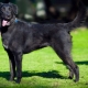 Metis Labrador และ Shepherd