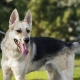 Metis Sheepdogs และ Huskies: คำอธิบายธรรมชาติและเนื้อหา