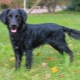 Metis Spaniel: ประเภทและคุณสมบัติของเนื้อหา
