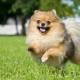 เยอรมัน Spitz: คำอธิบายและคำแนะนำสำหรับเนื้อหา