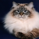 Neva Masquerade Cats: คำอธิบายพันธุ์, คุณสมบัติเนื้อหา