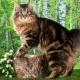 คำอธิบายและเนื้อหาของแมว Kurilian Bobtail