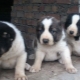 รายละเอียดและเนื้อหาของลูกสุนัข alabay ที่อายุ 1 เดือน