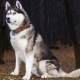 ตัวละคร Huskies