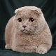 คุณสมบัติของ Lilac Scottish Fold Cat