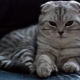 คุณสมบัติของแมวพับ Tabby สก็อต